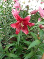 [4176 Borrello VH No101.JPG]